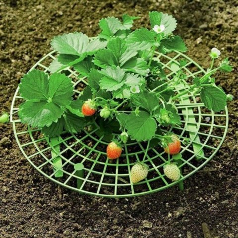 Stojak do uprawy roślin, podpora na truskawki 30 cm ROS20 Stojak do uprawy roślin, podpora na truskawki 30 cm ROS20